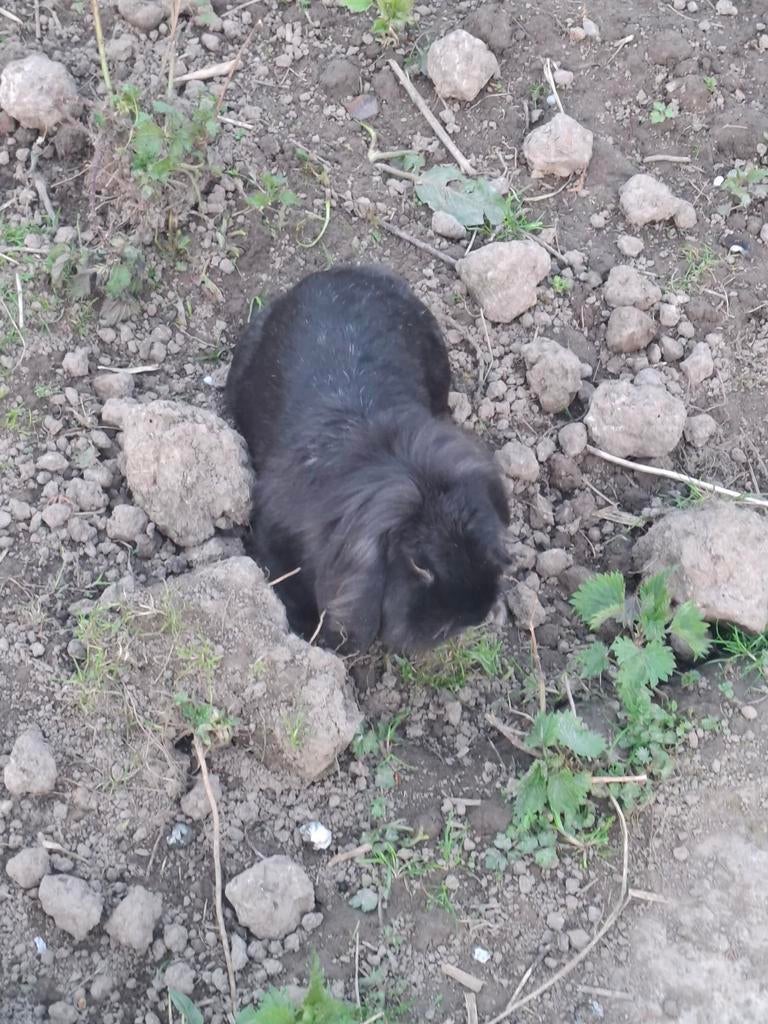 Lapin, Dieren en Toebehoren, Konijnen