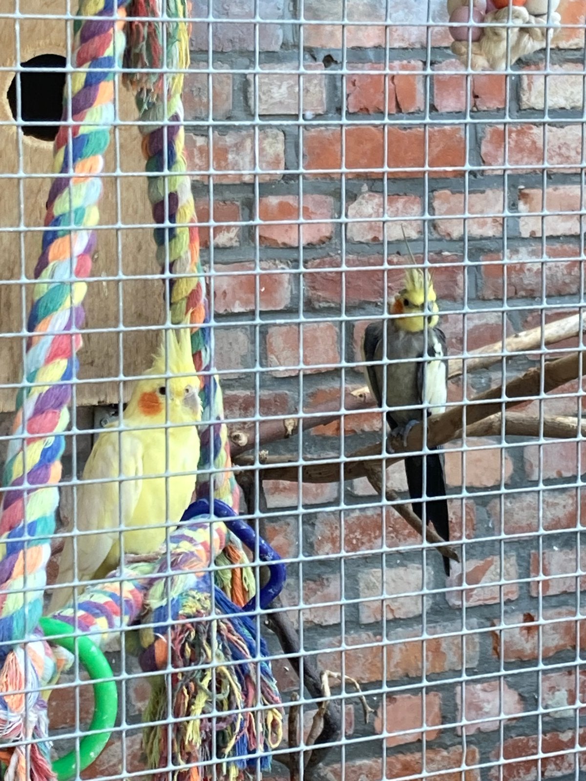 Koppel valkparkieten en 12 grasparkieten., Dieren en Toebehoren, Meerdere dieren, Parkiet