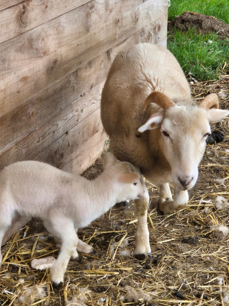 Schapen, ras Wiltshire Horn, Mâle, Mouton, 0 à 2 ans