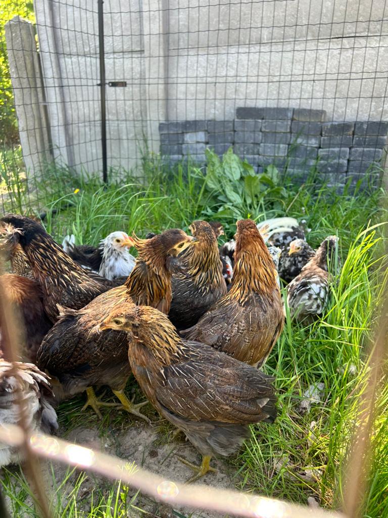 Araucana hennen