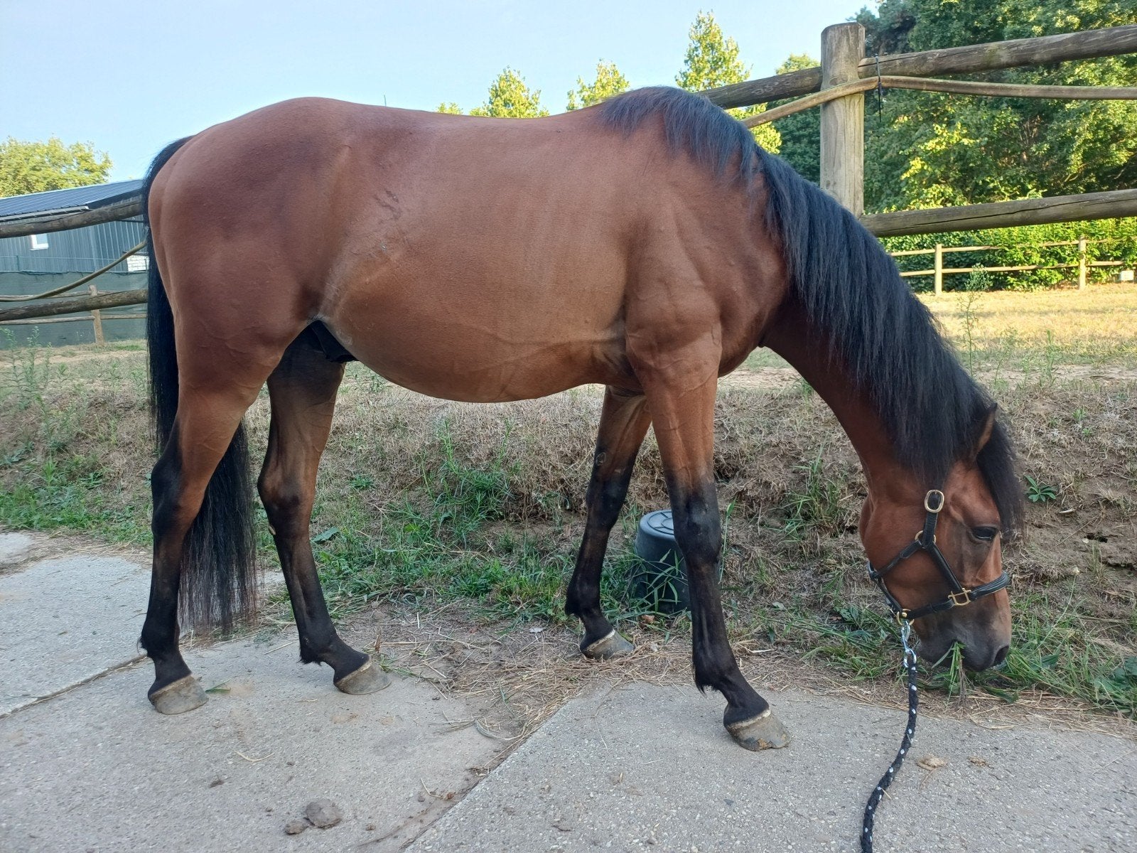 D-pony ruin 3,5 jaar met stamboek; Duitse rijpony x Fries, Animaux & Accessoires, Poneys, Avec pedigree, Hongre, Poney D (1.37 m à 1.48m)