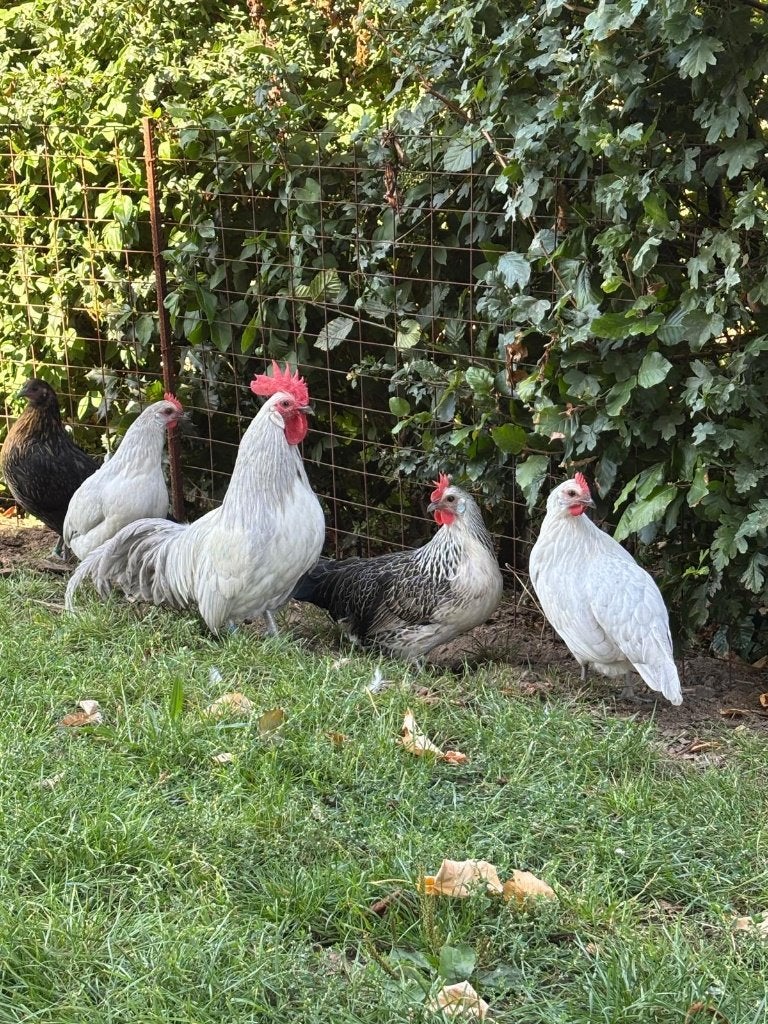 Bassette Parelgrijs en Zilverkwartel, Meerdere dieren, Kip