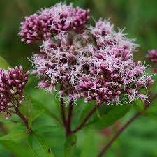 Eupatorium Atropurpureum aan opruimprijs, Jardin & Terrasse, Plantes | Jardin, Enlèvement, Mi-ombre