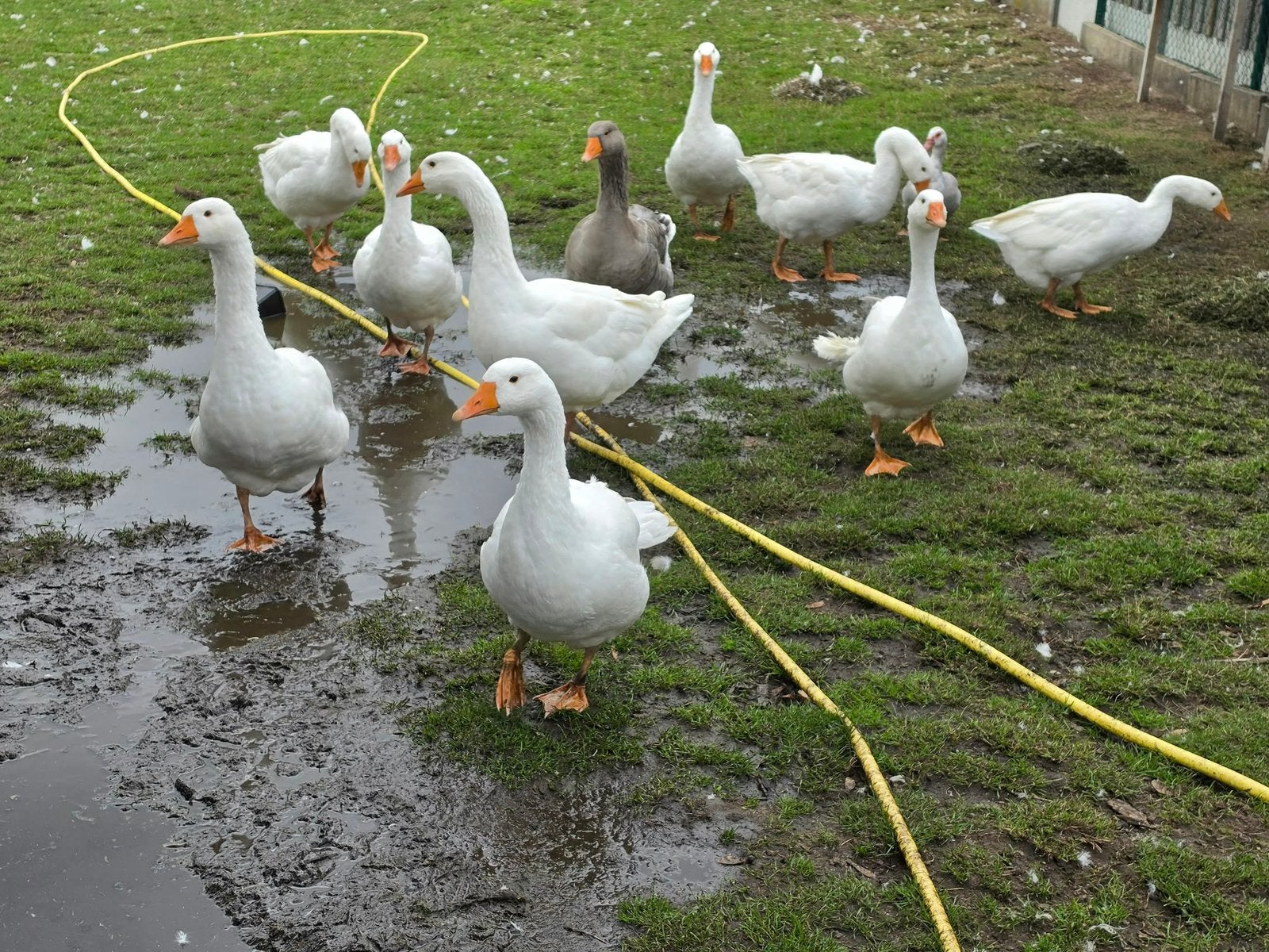 Ganzen en eenden TE KOOP, Dieren en Toebehoren, Meerdere dieren