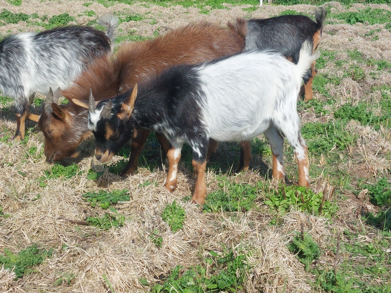 Mooie jonge bokje!, Dieren en Toebehoren, Mannelijk, Geit, 0 tot 2 jaar