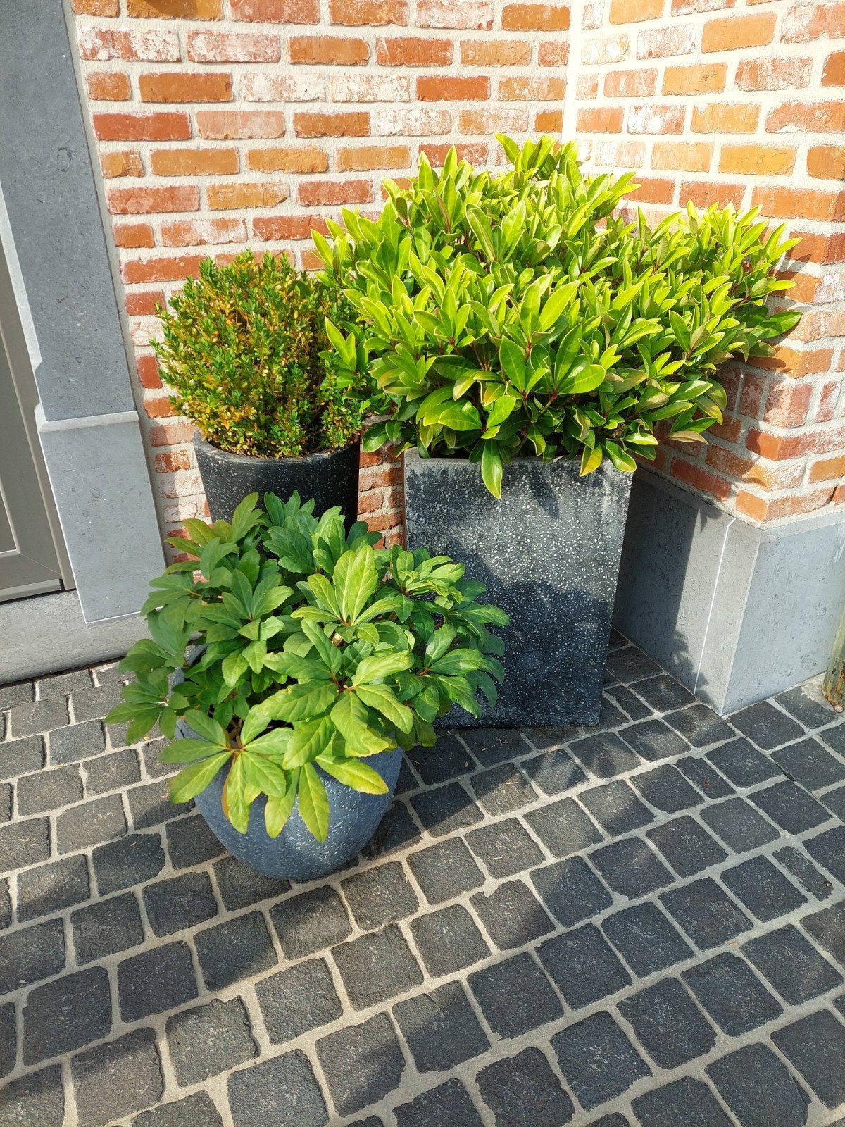 Gratis bloempotten met planten, Ophalen, Gebruikt