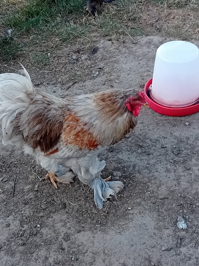 Brahma haan, Dieren en Toebehoren, Juli, Mannelijk
