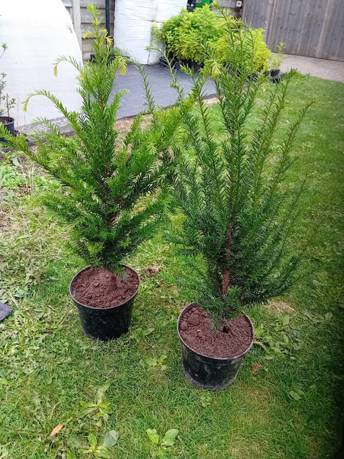 Taxus Haagplanten, Tuin en Terras, Ophalen, Taxus