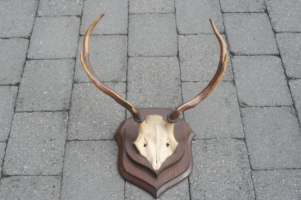 Gewei van hert op zeer mooie plank, Ophalen of Verzenden, Zo goed als nieuw, Hert, Gewei of Kop