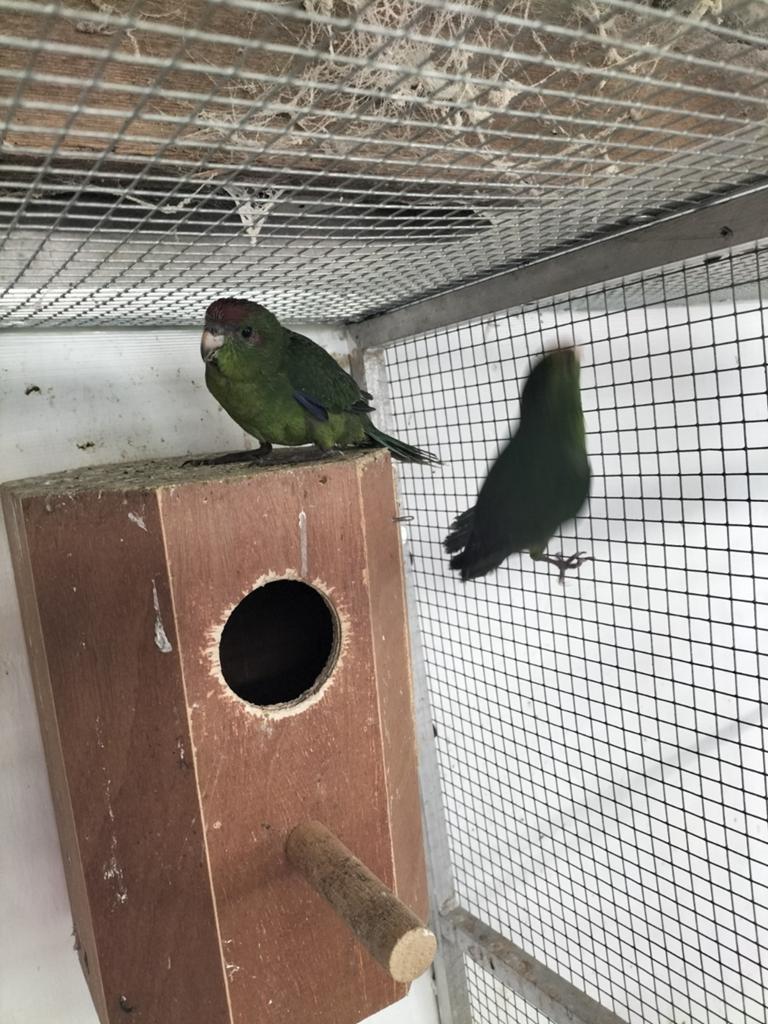 Jonge kakarikis,verwant. 3 groene en 1 bonte, Dieren en Toebehoren, Vogels | Parkieten en Papegaaien