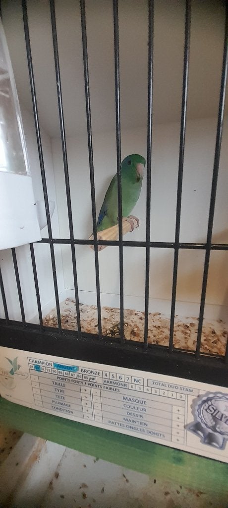 Forpus conspicillatus, Animaux & Accessoires, Oiseaux | Perruches & Perroquets