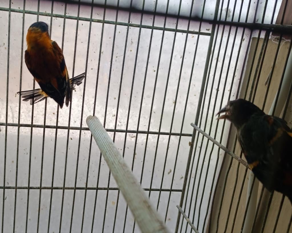 Kanaries, Dieren en Toebehoren