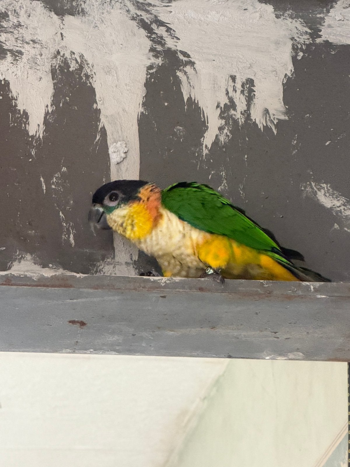 Cage perroquet caique 5 mois, Animaux & Accessoires, Enlèvement