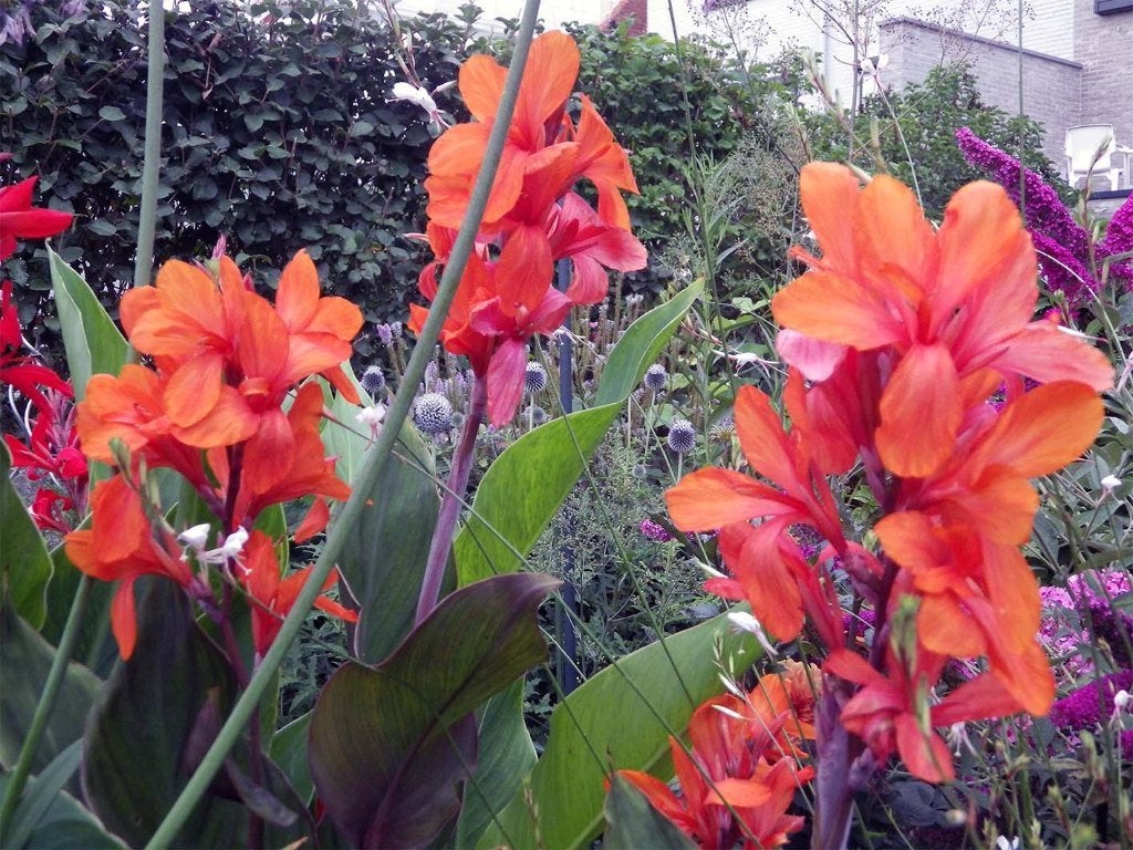 Overschot Gezonde Tuinplanten aan €.1,00/pot, Volle zon, Vaste plant, Zomer, Ophalen