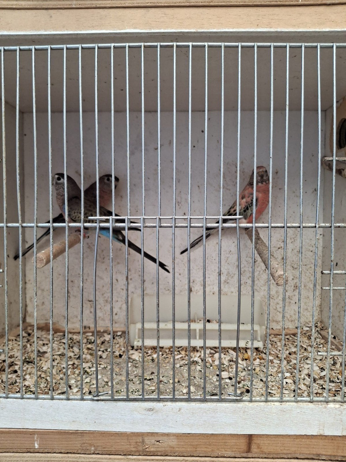 Roze boerkes, Dieren en Toebehoren, Vogels | Overige Vogels