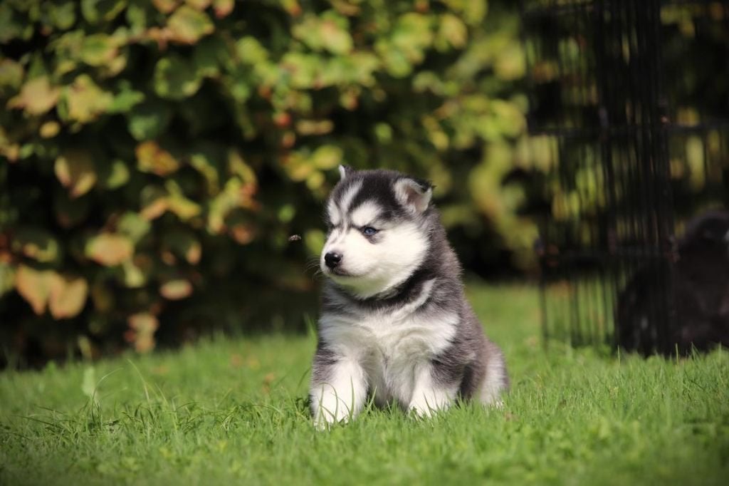 Petits chiots Husky, Siberichse Husky x Pomsky, Animaux & Accessoires, Particulier, Maladie de Carré (chiens), 8 à 15 semaines