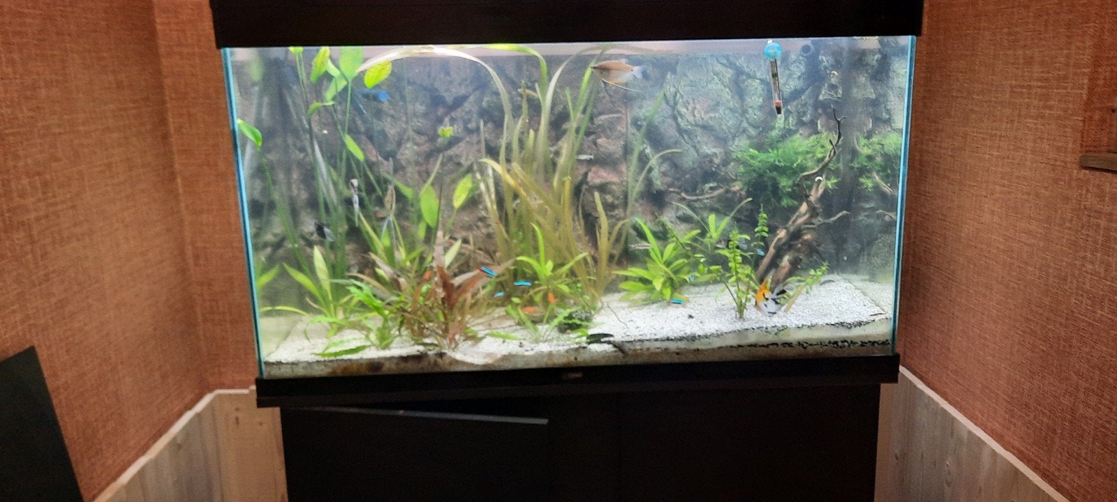 aquarium ciano 200 litres  complet, Enlèvement, Pompe, Utilisé, Aquarium d'eau douce rempli