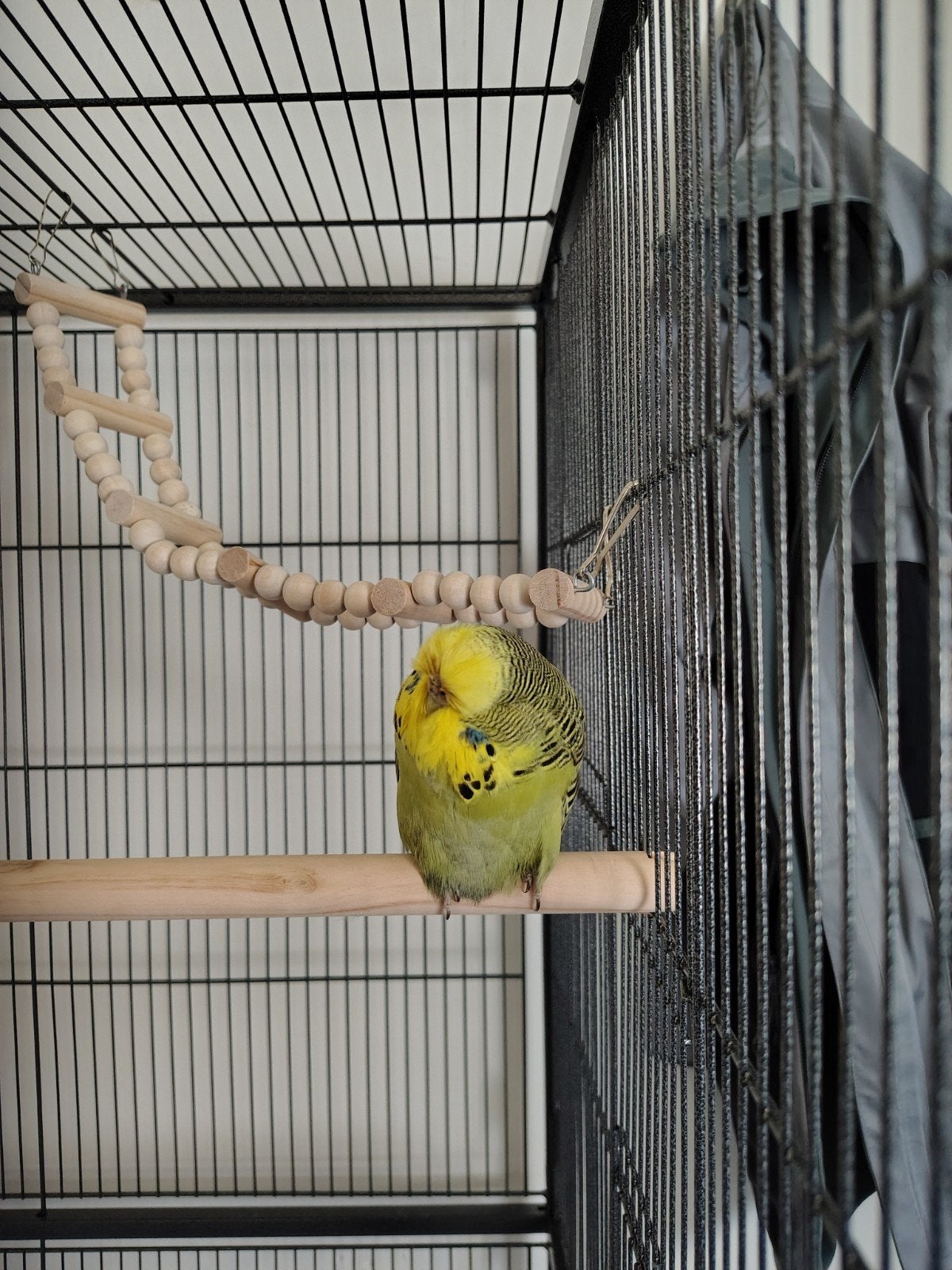Engelse parkiet met kooi 94 x 58.4 x 152, Animaux & Accessoires, Oiseaux | Perruches & Perroquets, Perruche, Femelle, Bagué