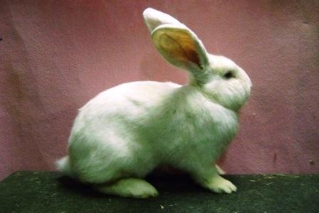 Witte Vlaamse reus, Dieren en Toebehoren, Konijnen, Mannelijk, Groot