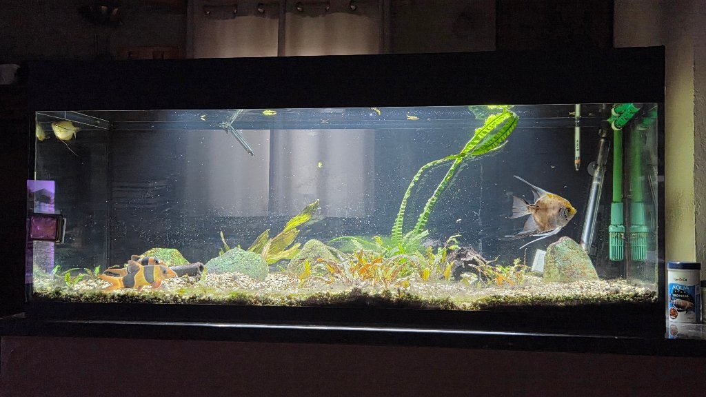 Aquarium, Animaux & Accessoires, Enlèvement, Utilisé, Autres marques, Aquarium d'eau douce rempli