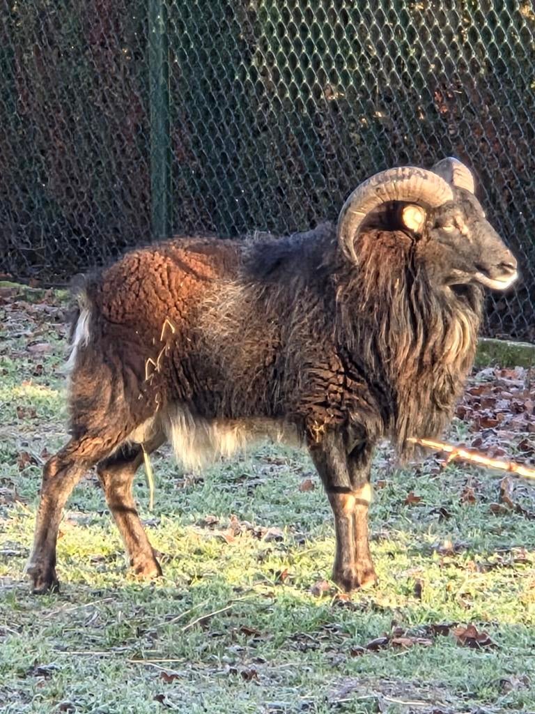 Soay bok