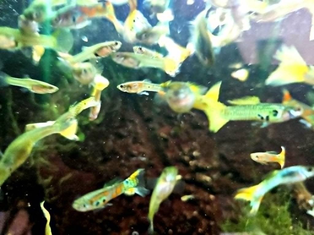 Guppy, Vis, Zoetwatervis, Schoolvis
