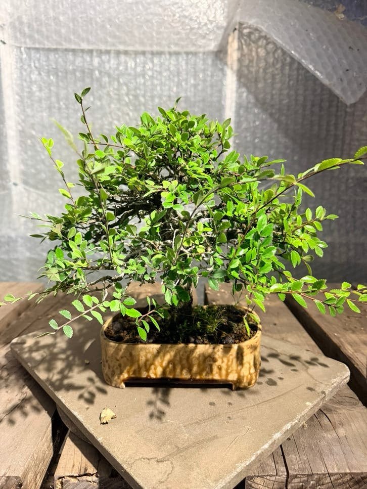 Bonsai ulmus, Ophalen