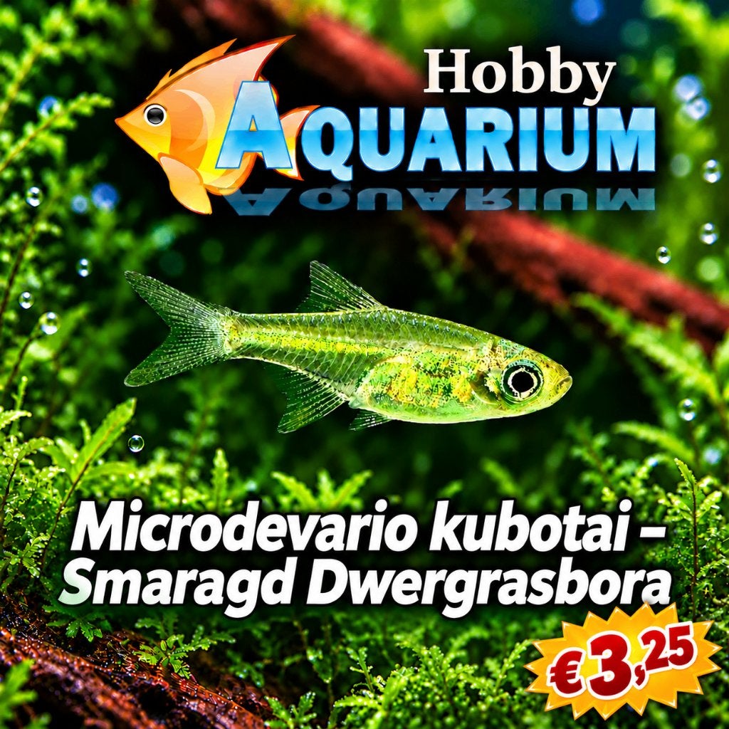 Rasbora Kubotai/Smaragd Dwergrasbora Zon11 okt 12/17u  aktie, Poisson, Poisson d'eau douce, Banc de poissons