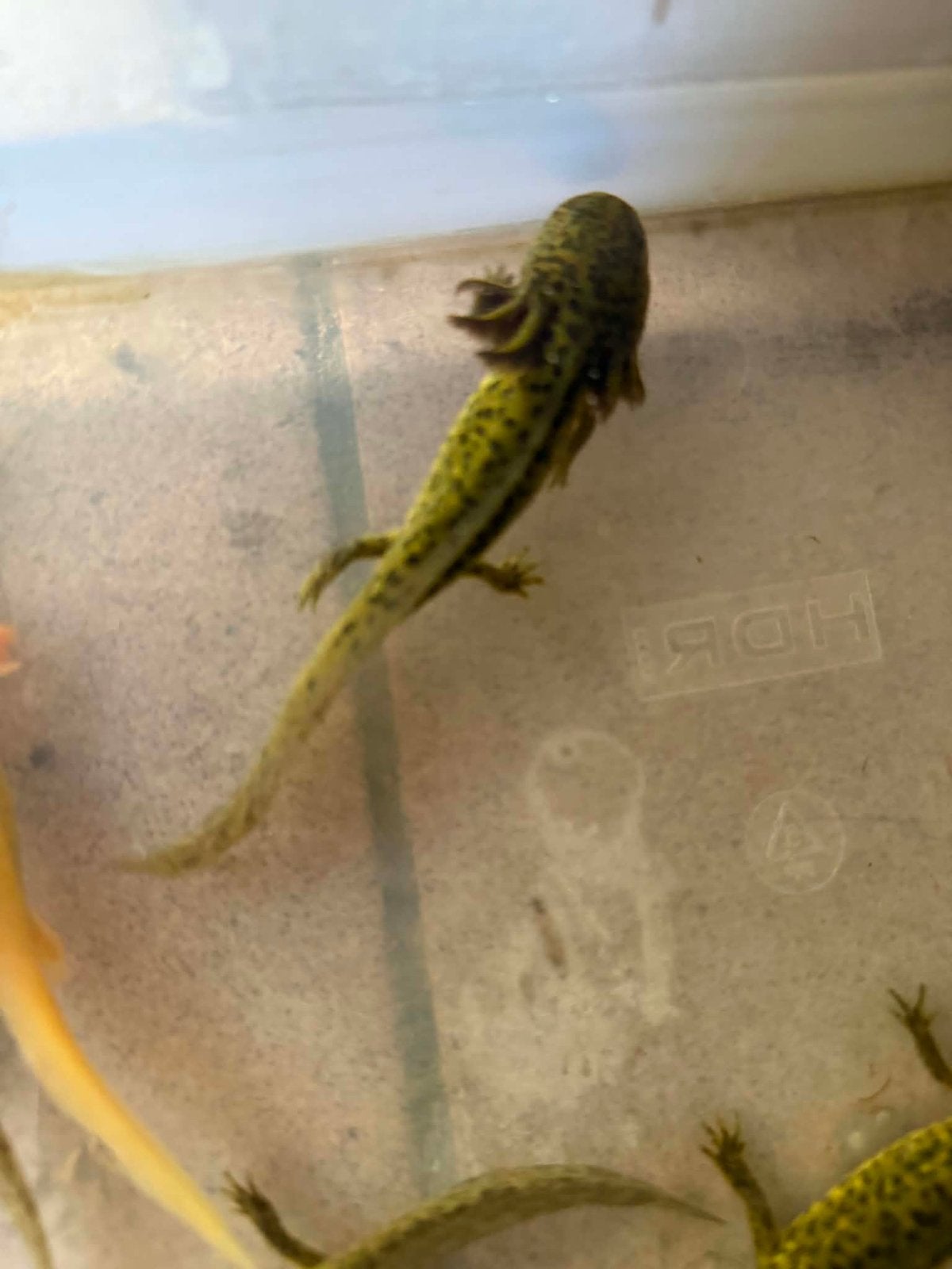 Wildkleur axolotls, Dieren en Toebehoren, Overige typen, Zoetwatervis