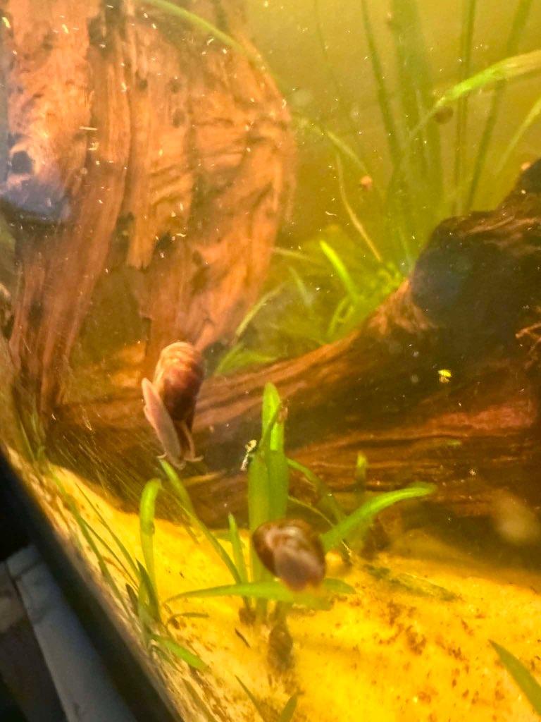 Posthoornslakken, Dieren en Toebehoren, Vissen | Aquariumvissen, Slak of Weekdier