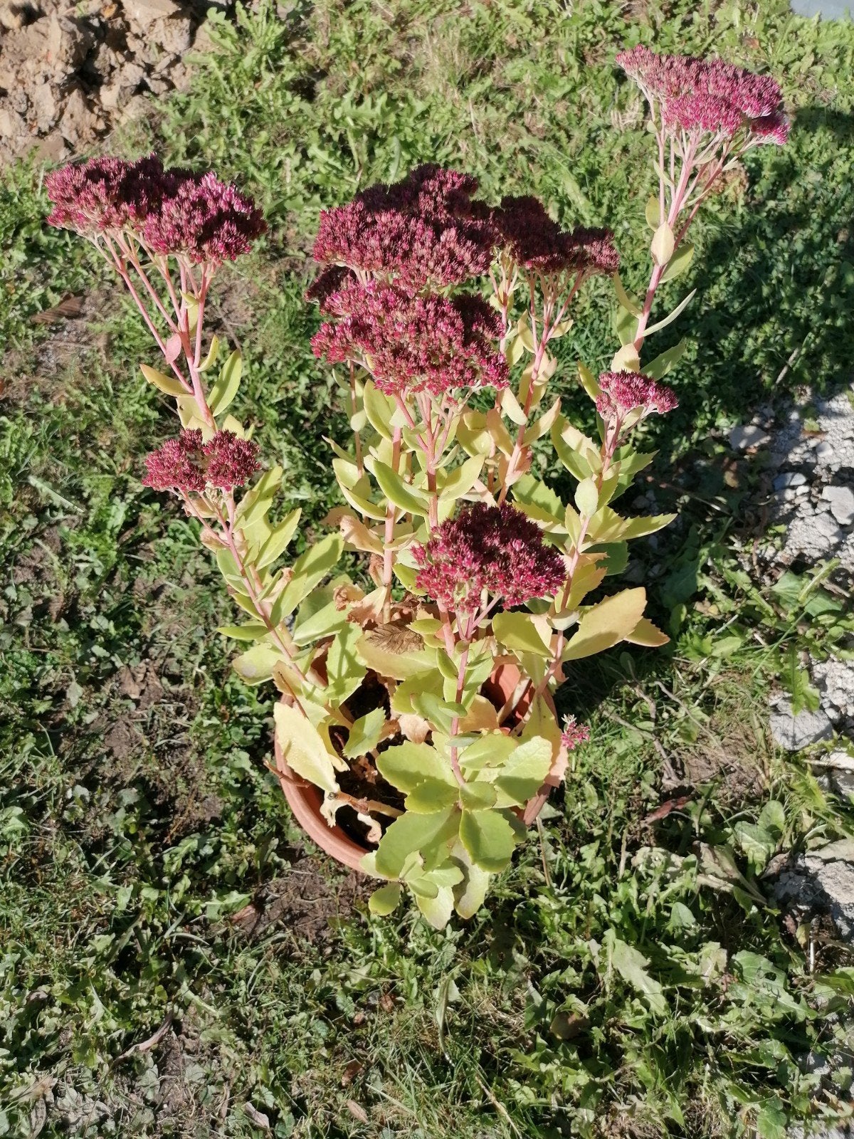 set volwassen planten: 4x hemelsleutel sedum, Tuin en Terras, Ophalen