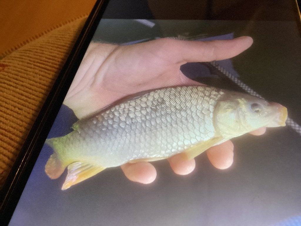 Karpertjes, Dieren en Toebehoren, Karper of Koi