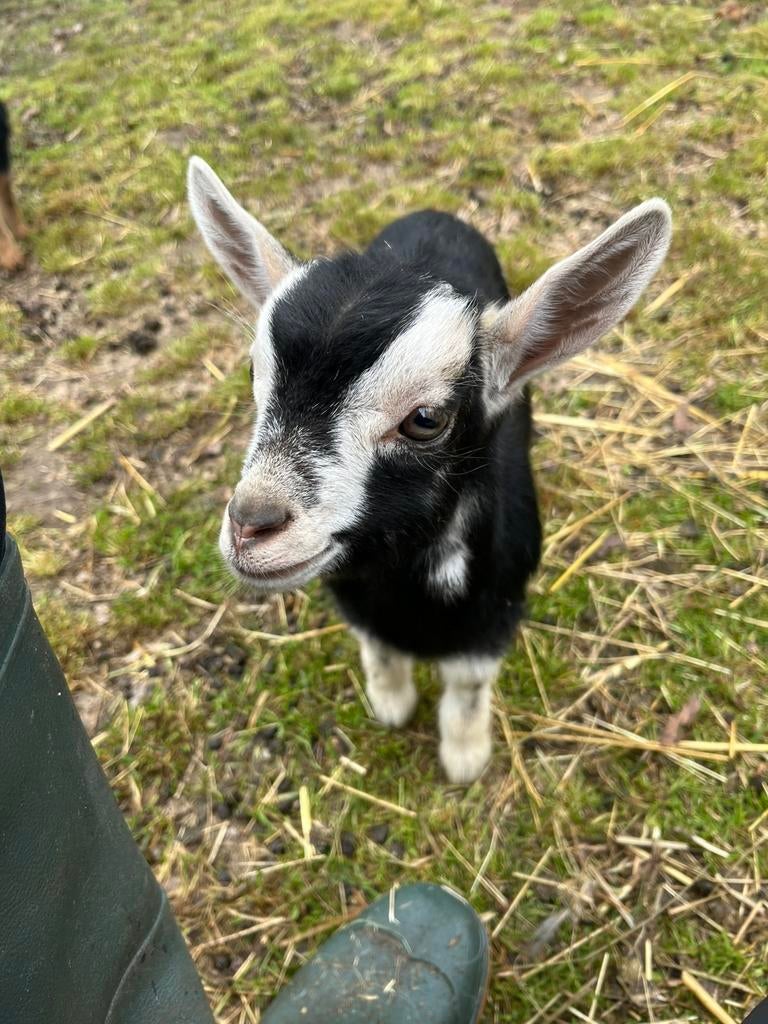 Black and tan bokje met belletjes, Mannelijk, Geit, 0 tot 2 jaar