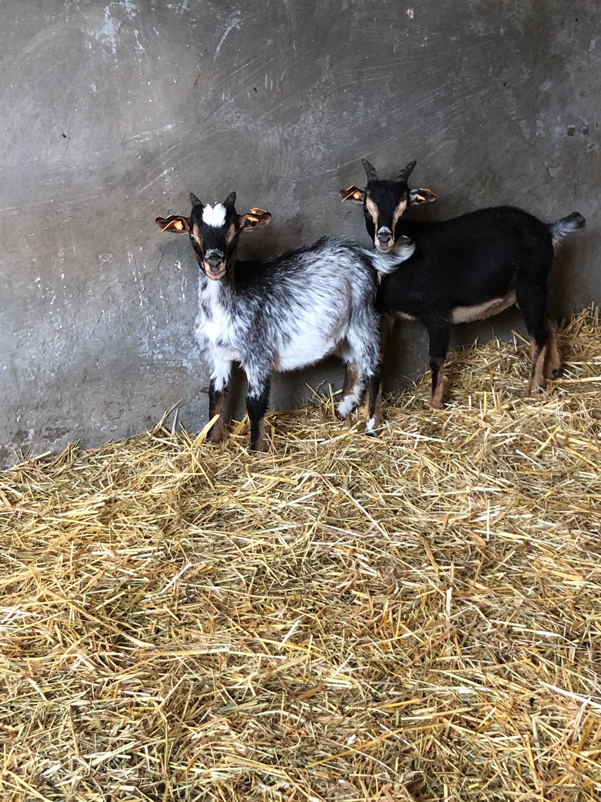 black and tan bokje, Dieren en Toebehoren, Mannelijk, Geit, 0 tot 2 jaar