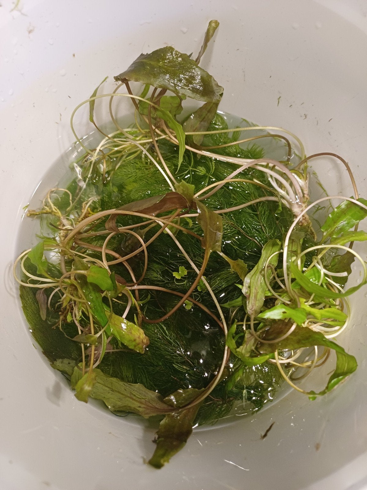 aquariumplanten,zie omschrijving, Enlèvement, Plante(s), Pierre ou Bois