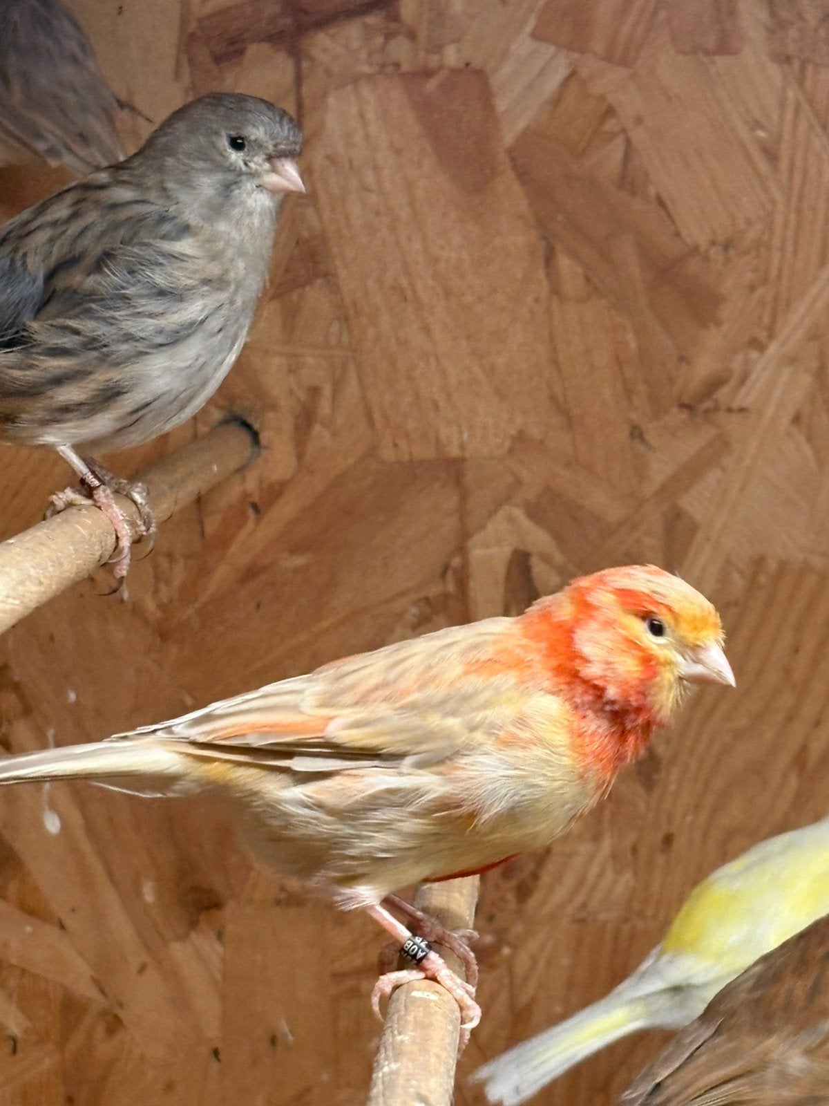 Kanarie pop, Dieren en Toebehoren, Vrouwelijk, Kleurkanarie