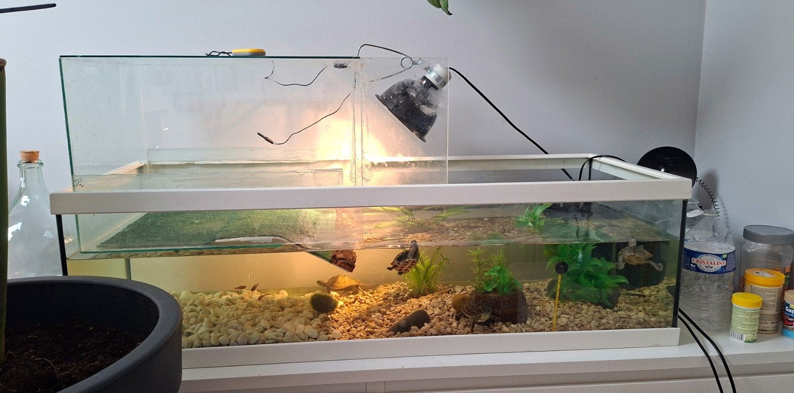 Aquarium+ 2 tortue d'eau, Animaux & Accessoires