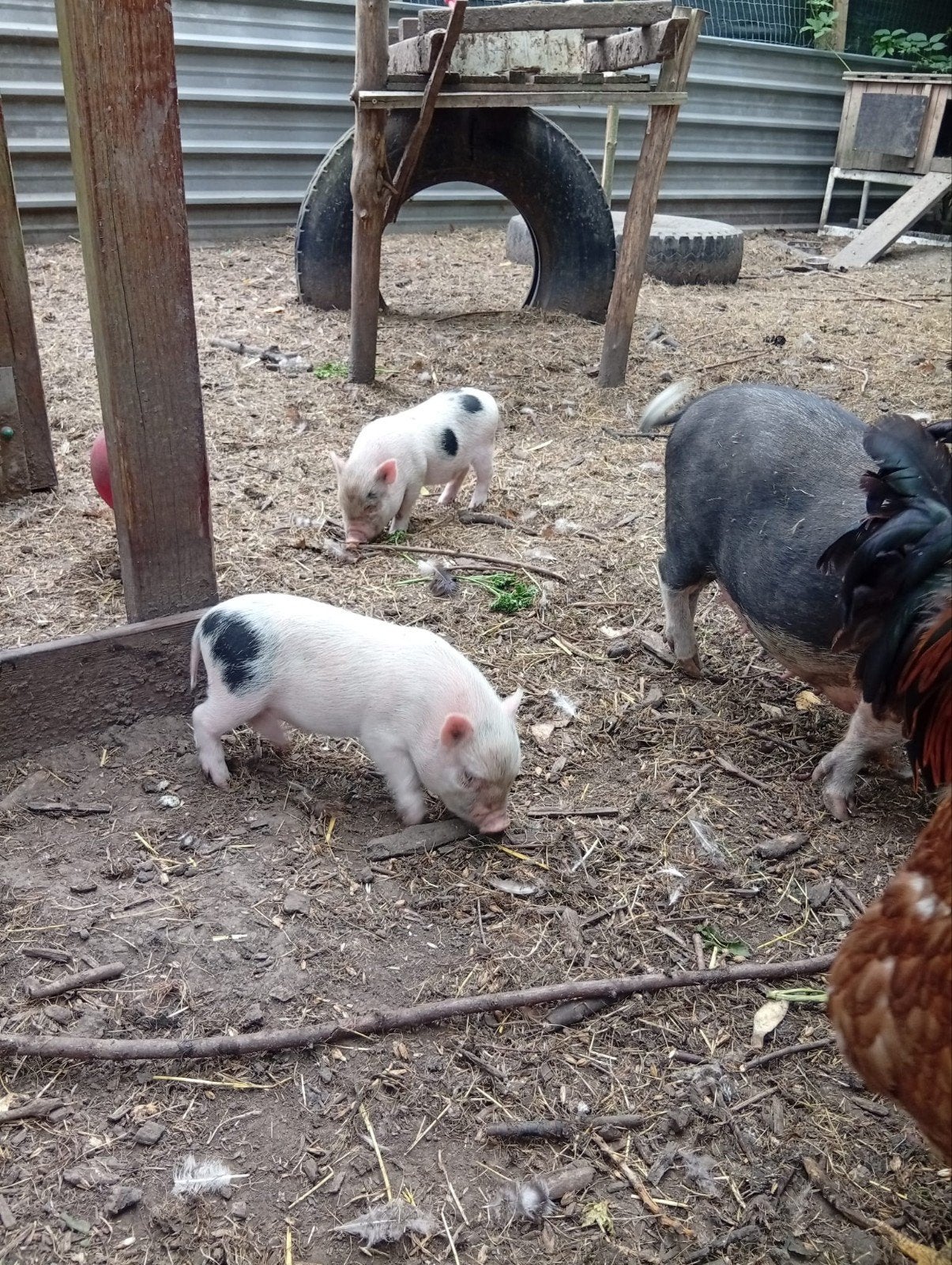 mini varkens, Dieren en Toebehoren, Schapen, Geiten en Varkens