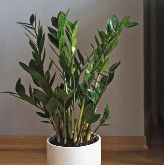 Zamioculcas, Huis en Inrichting, Ophalen