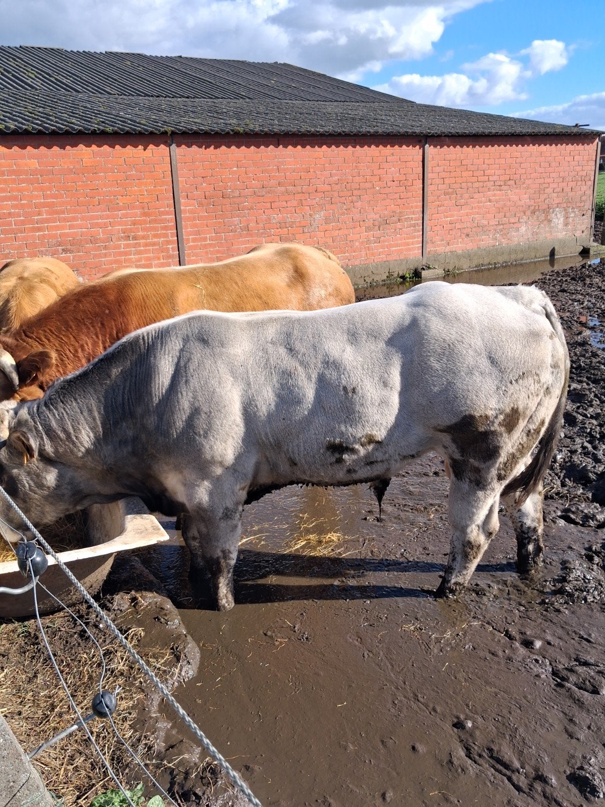 piemontees dekstier & limousin dekstier, Dieren en Toebehoren, Mannelijk, 0 tot 2 jaar