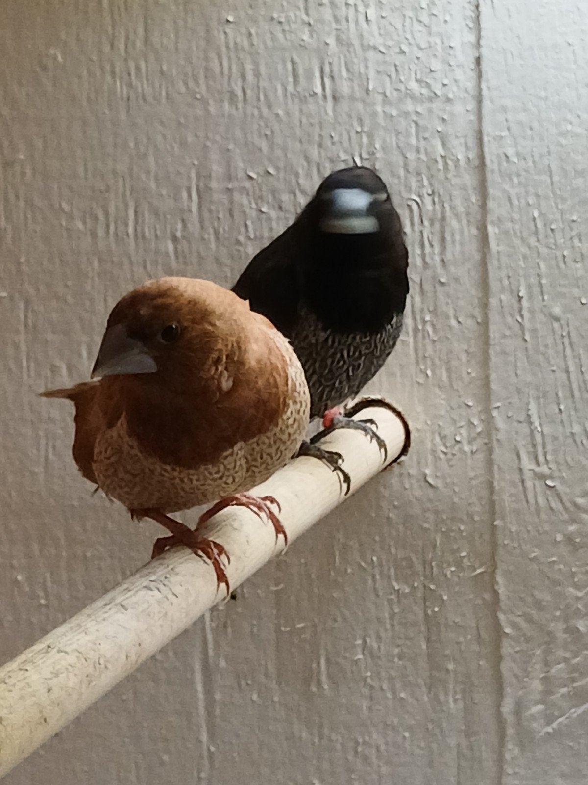 Japanse meeuwtjes, Dieren en Toebehoren