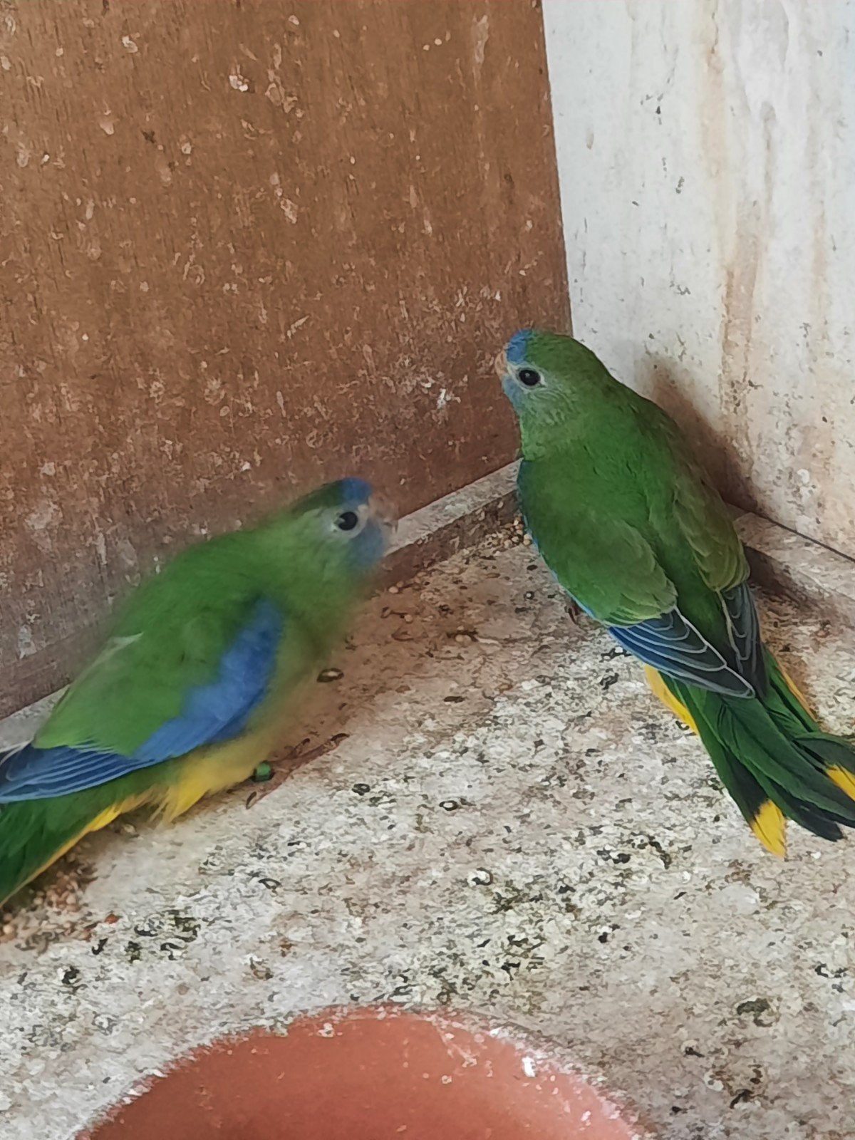 Turquoisineparkiet, Geringd