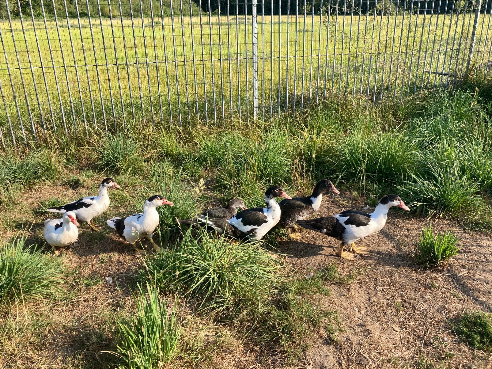 Superbes barberies, Animaux & Accessoires, Volatiles, Plusieurs animaux, Canard
