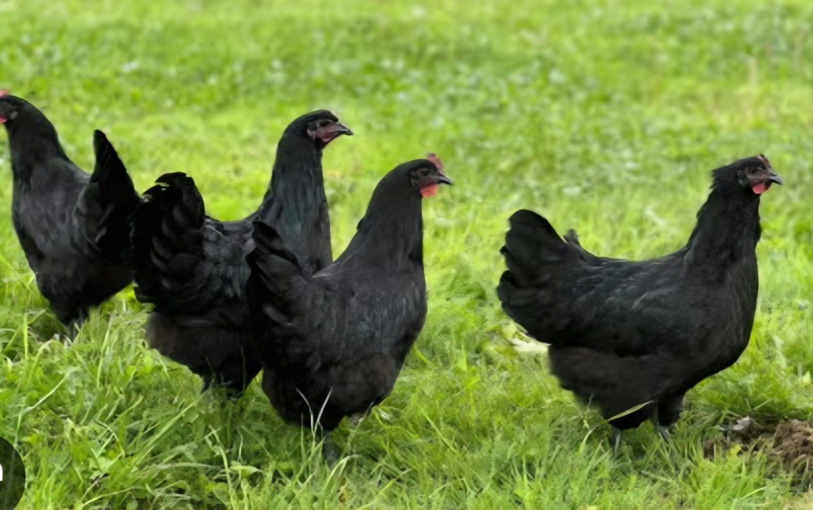 Ayam Cemani en Ga h'Mong hennen, Dieren en Toebehoren, Vrouwelijk, Kip