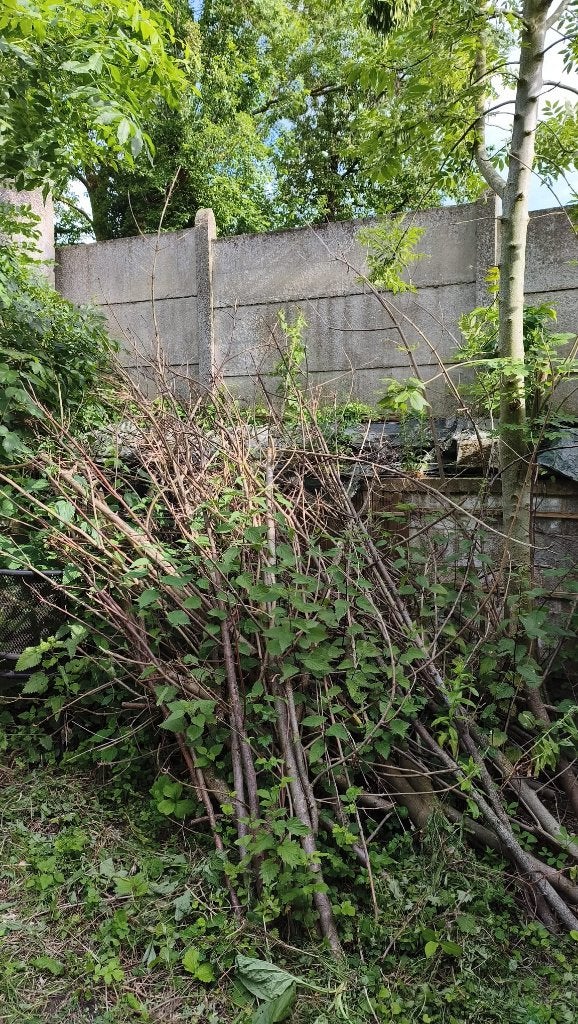 Bois, Tuin en Terras, Brandhout, Takken, Overige houtsoorten, Minder dan 3 m³, Ophalen