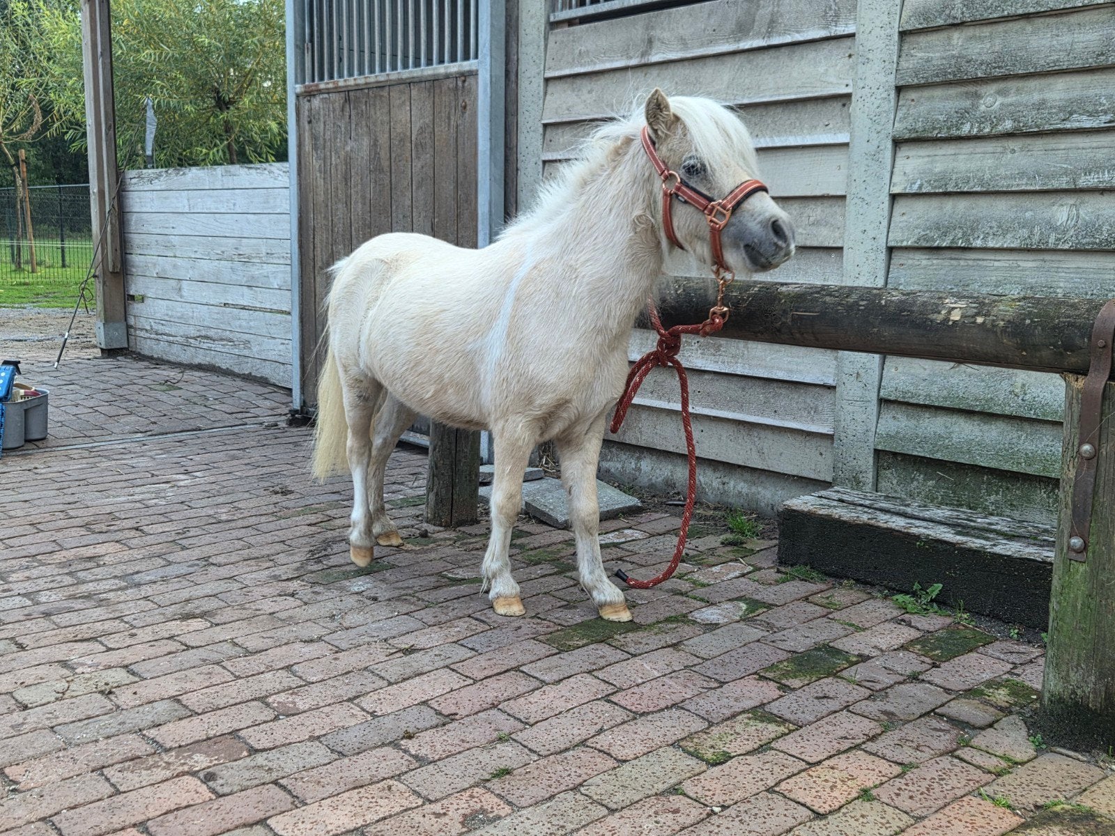 super brave mini merrie, Avec pedigree, Poney de récréation, Poney A (jusqu'à 1.17 m), Jument