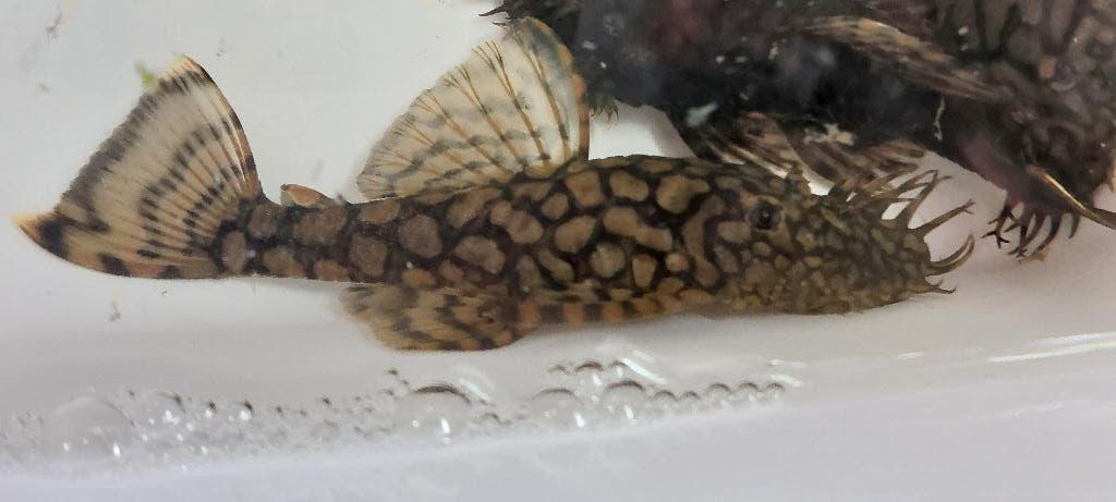 L519 Kiefner Bolivia 'Rio Itenez' - grote honingraat, Dieren en Toebehoren, Vis, Zoetwatervis