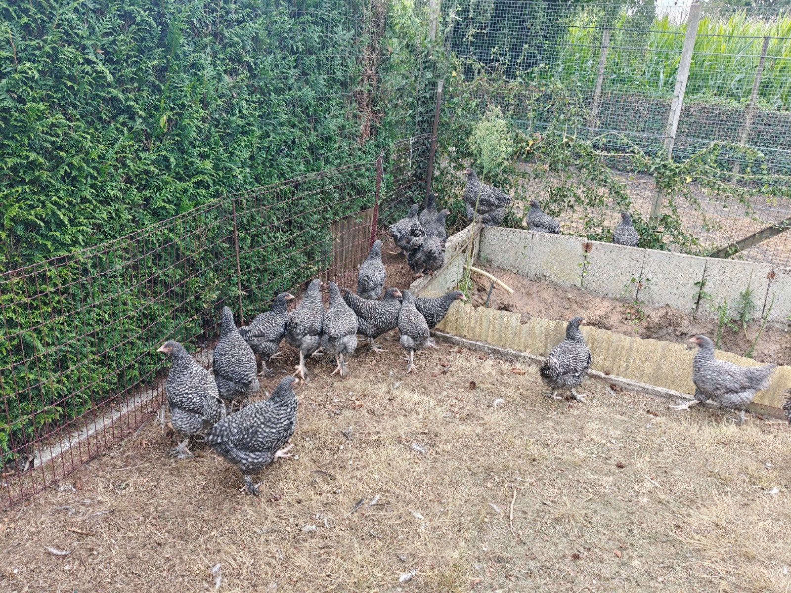 Kippen Mechelse Koekoek, Dieren en Toebehoren, Pluimvee