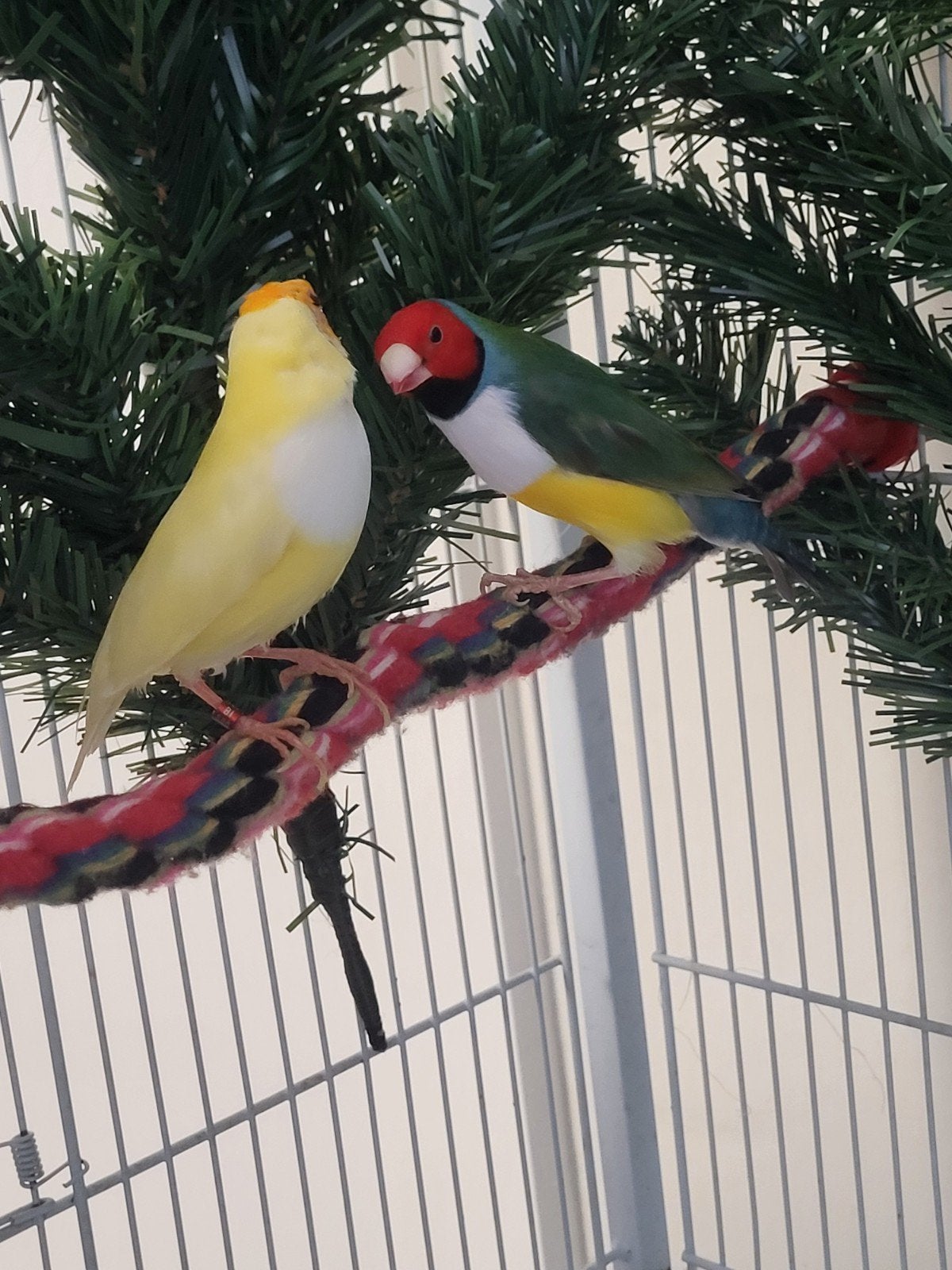 kweek koppel gouldamadines, Animaux & Accessoires