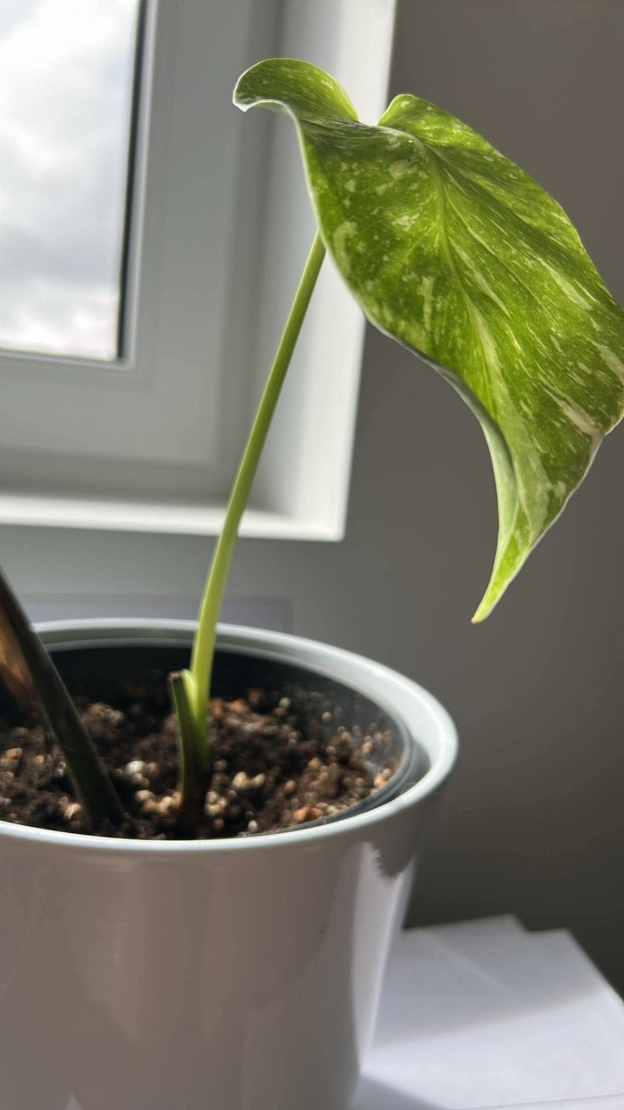 Monstera thai constellation, Enlèvement ou Envoi